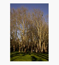 Fitzroy gardens Photographic Print
