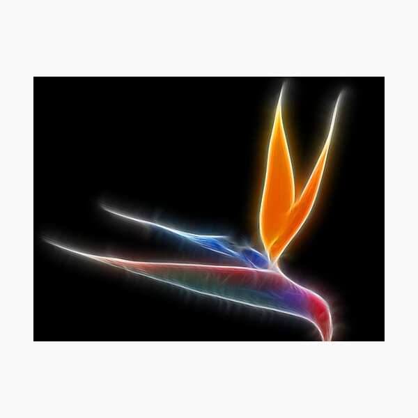 Item preview, Bird of Paradise designed and sold by Nikki Collier.