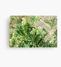 Bumble Bee Metal Print