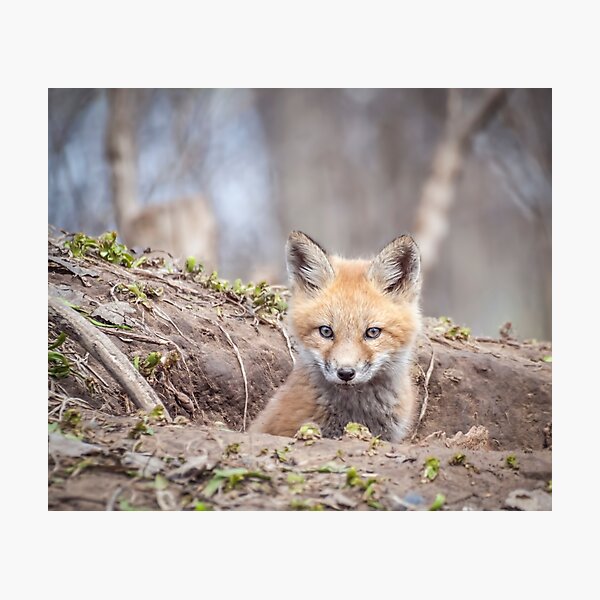 Item preview, Kit Fox 2011-3 designed and sold by Thomasyoung.
