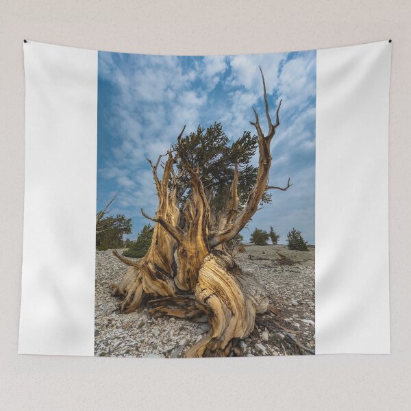 Item preview, Gnarled designed and sold by photosbyflood.