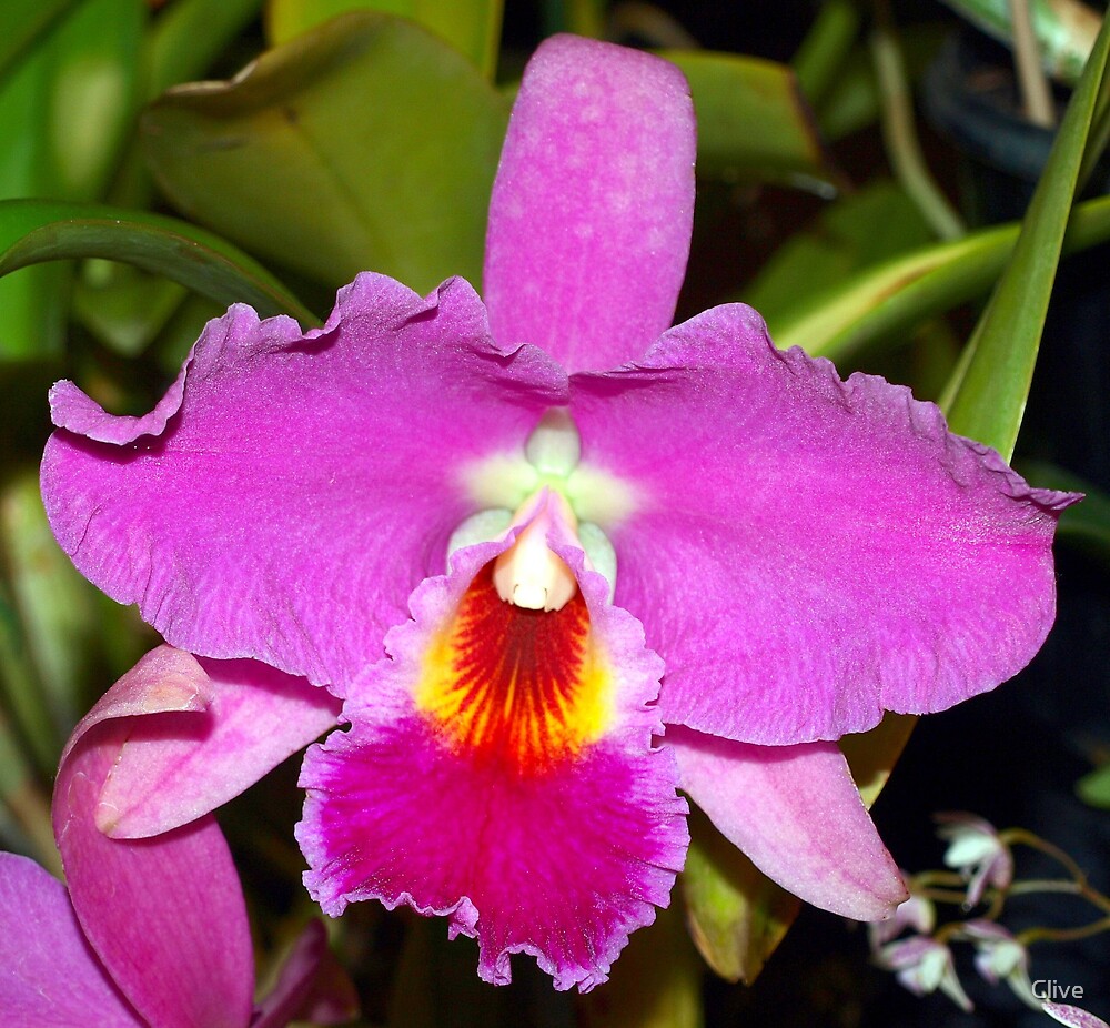 "The Orchid Blc. mem Helen Brown ‘Sweet Afton’ x Blc. mem Crispen