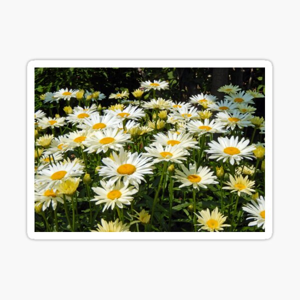 Item preview, White Daisies 122 designed and sold by Strawflower Oasis.