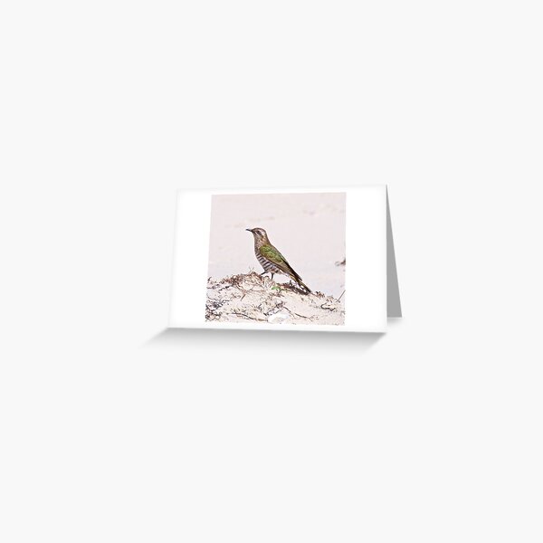 CUCKOO ~ Shining-bronze Cuckoo RHD8H2QT by David Irwin Greeting Card