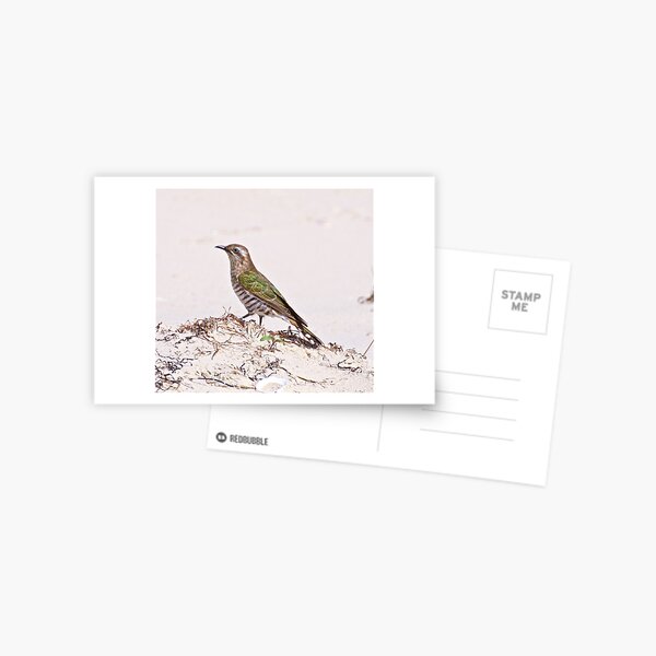 CUCKOO ~ Shining-bronze Cuckoo RHD8H2QT by David Irwin Postcard
