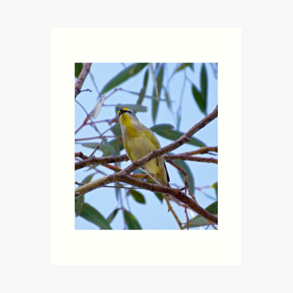 PARDALOTE ~ Striated Pardalote vwLpULVi by David Irwin Art Print