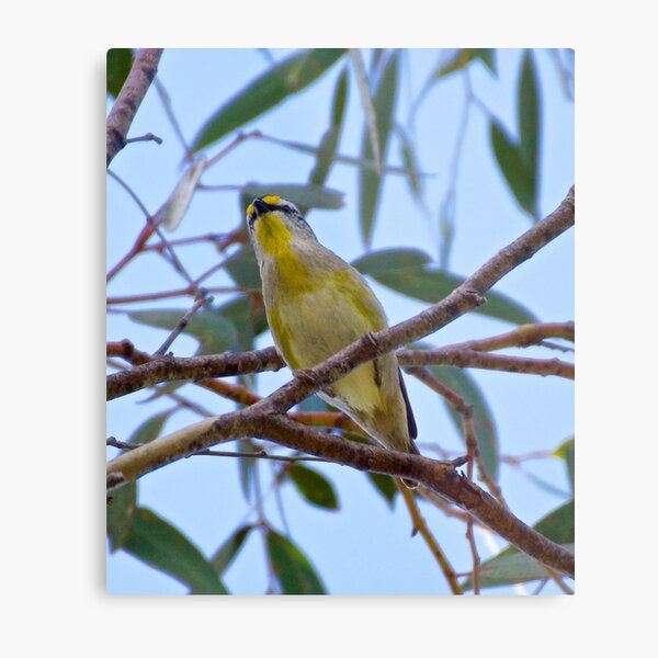 PARDALOTE ~ Striated Pardalote vwLpULVi by David Irwin Metal Print