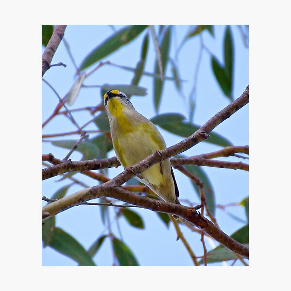 PARDALOTE ~ Striated Pardalote by David Irwin Photographic Print
