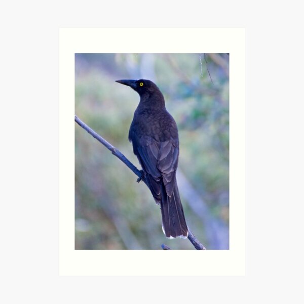 ARTAMIDAE ~ Grey Currawong by David Irwin Art Print