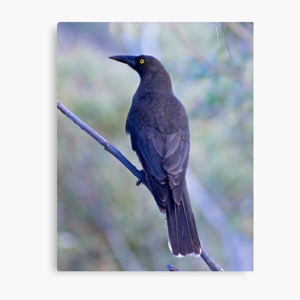 ARTAMIDAE ~ Grey Currawong CFNJSBDL by David Irwin Metal Print