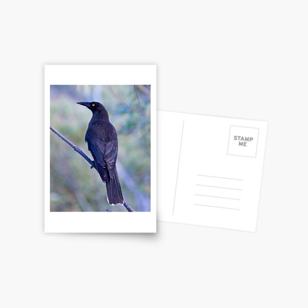 ARTAMIDAE ~ Grey Currawong CFNJSBDL by David Irwin Postcard