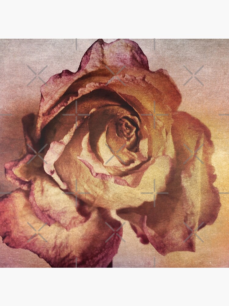 Thumbnail 4 of 4, Pillow, Rose in Time - Flower Lovers - Vintage Dusty Pink Rose Art designed and sold by OneDayArt.