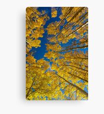 Sky Aspens Canvas Print