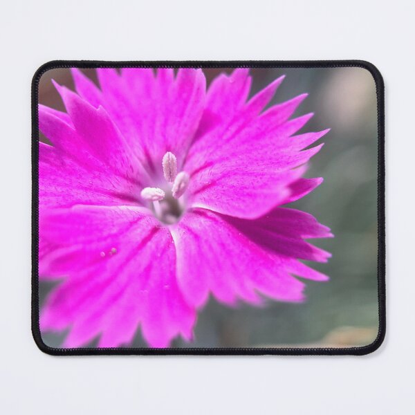 Item preview, Dianthus designed and sold by Jason Tompkins.