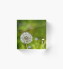 Dandelion in green background Acrylic Block