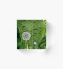 White dandelion in summer Acrylic Block