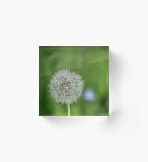 One dandelion growing in the woods Acrylic Block