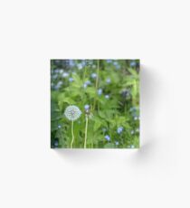 Dandelion growing in the grass Acrylic Block