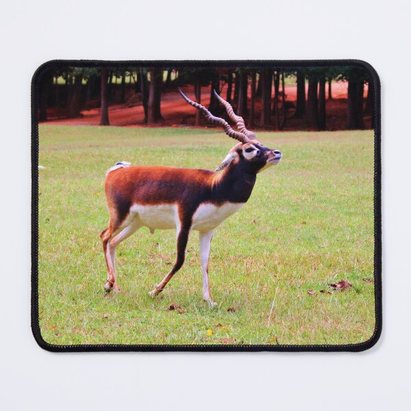 Item preview, Male Blackbuck  designed and sold by Cynthia48.