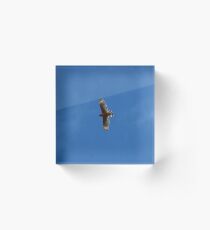 Red Shouldered Hawk XIV Acrylic Block