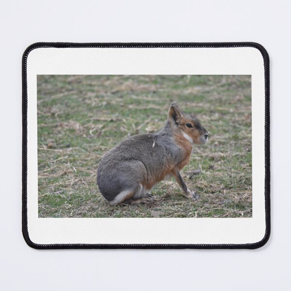 Item preview, Patagonian Cavy designed and sold by MarieDarcy97.