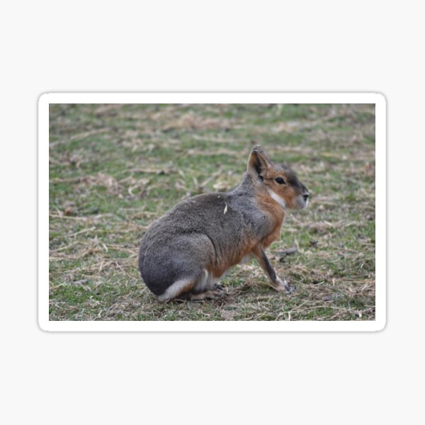 Patagonian Cavy Sticker