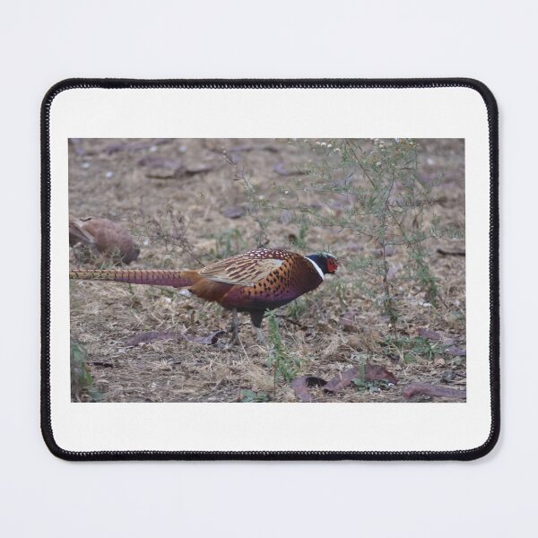 Item preview, Pheasant designed and sold by MarieDarcy97.