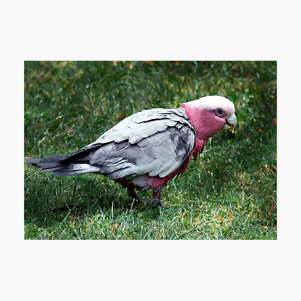 Item preview, the galah designed and sold by adamsown.