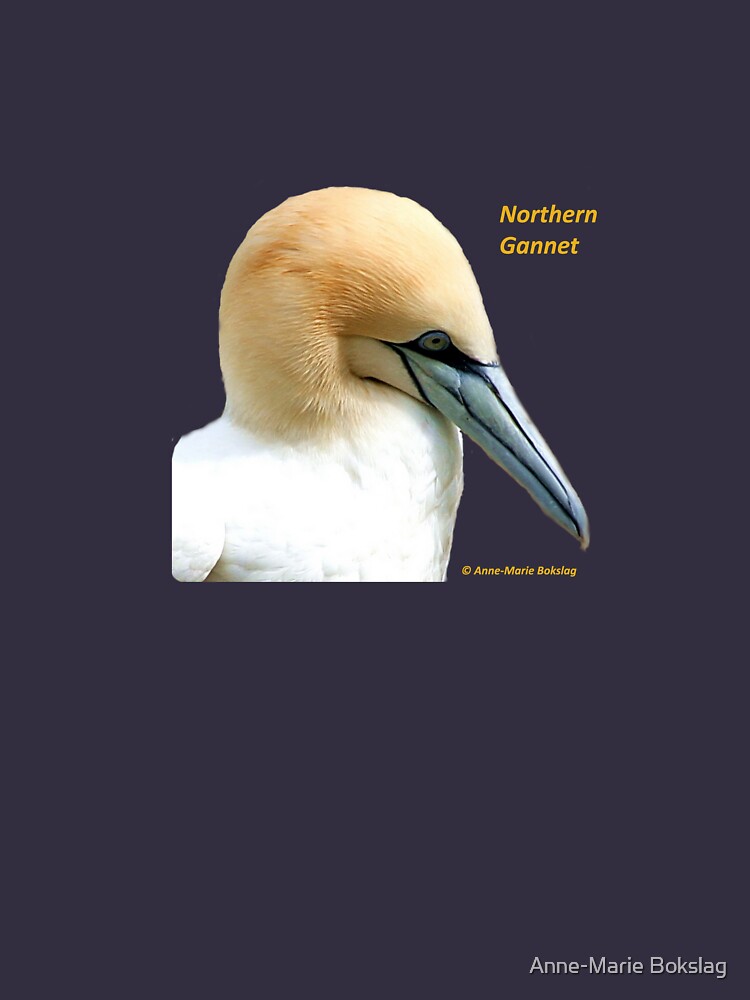 Northern Gannet by amb1946