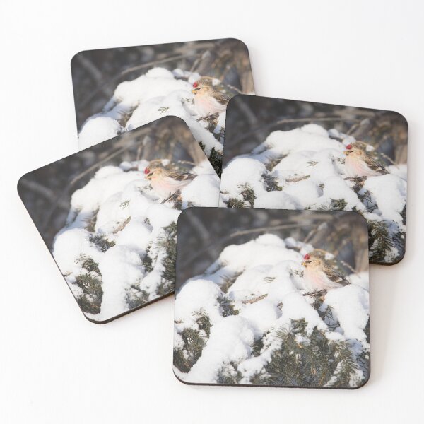 Item preview, Hoary Redpoll Perched In Snow-covered Pine Tree designed and sold by The F—! Stop.