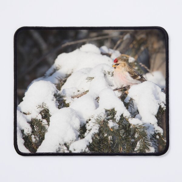 Item preview, Hoary Redpoll Perched In Snow-covered Pine Tree designed and sold by The F—! Stop.