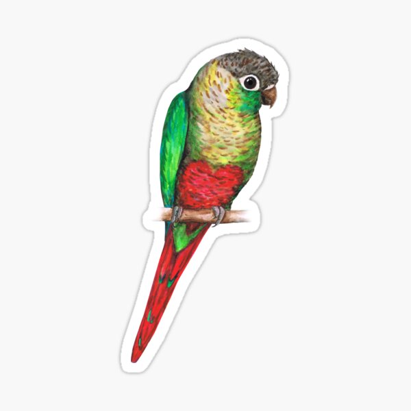 Conure with a heart on its belly Sticker