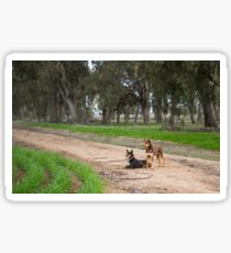 Two Young Kelpie's ....... Sticker