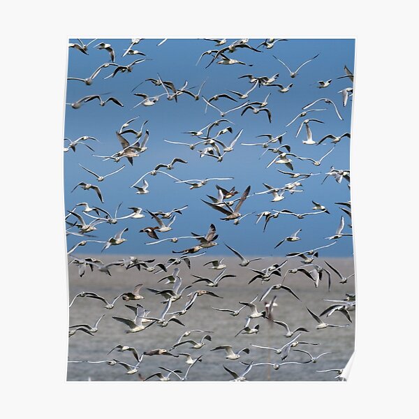 Seagulls Poster