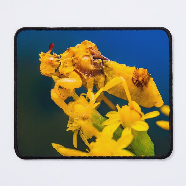 Item preview, Ambush Bug - Phymatinae designed and sold by AronsTinySafari.