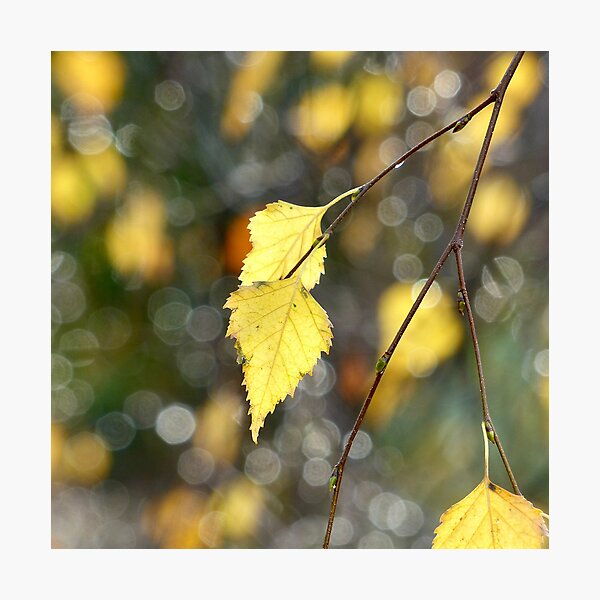 Item preview, “ Golden Leafed “ designed and sold by Richard Couchman.