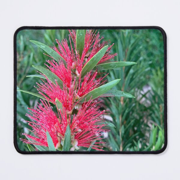 Item preview, Bottlebrush  designed and sold by baksuart.