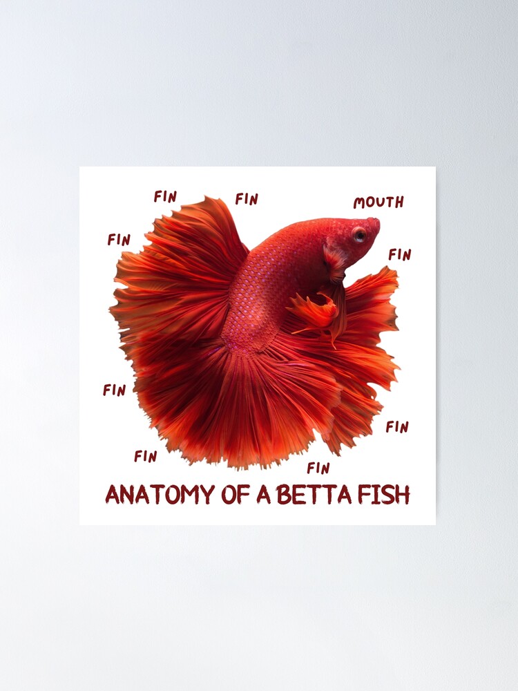 Anatomy of a Betta Fish With Funny Labels