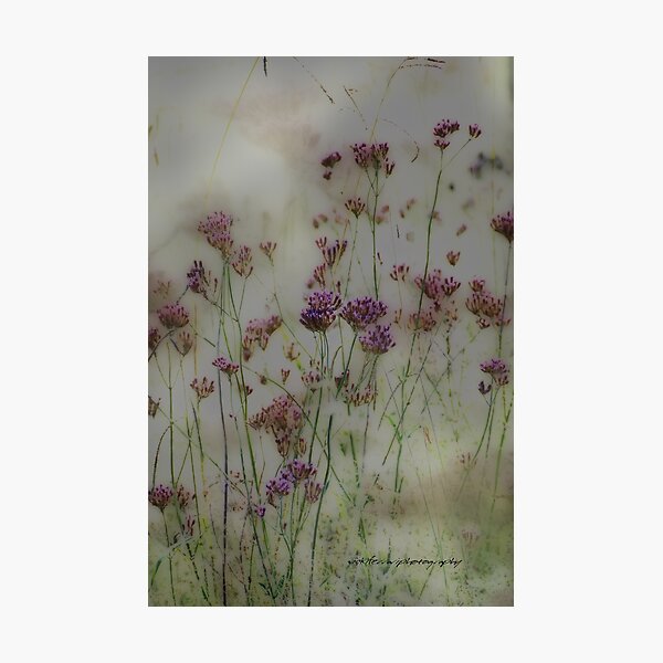 Item preview, Wayward Weeds © Vicki Ferrari designed and sold by Vicki Ferrari Photography.