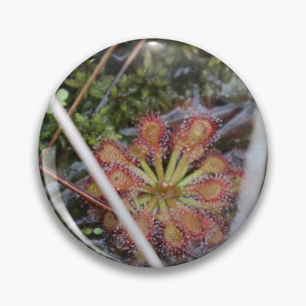 Item preview, florida sundew designed and sold by solana5.