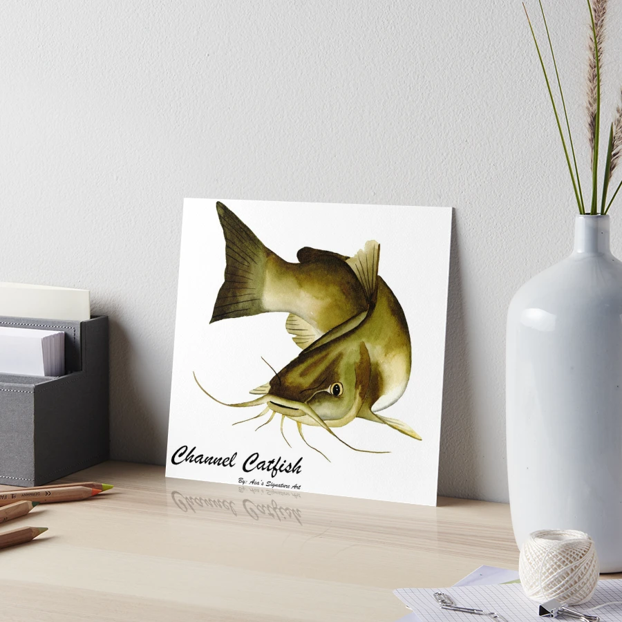 CHANNEL CATFISH. Line engraving Our beautiful pictures are available as  Framed Prints, Photos, Wall Art and Photo Gifts