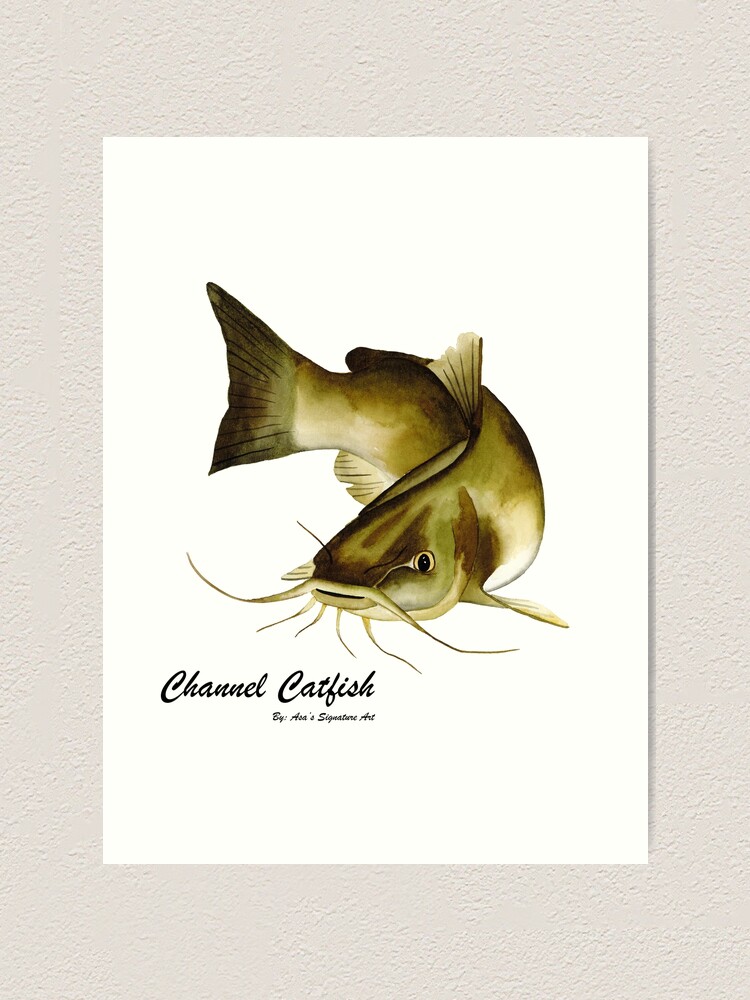 Channel Catfish Art Print for Sale by ShibaBrie