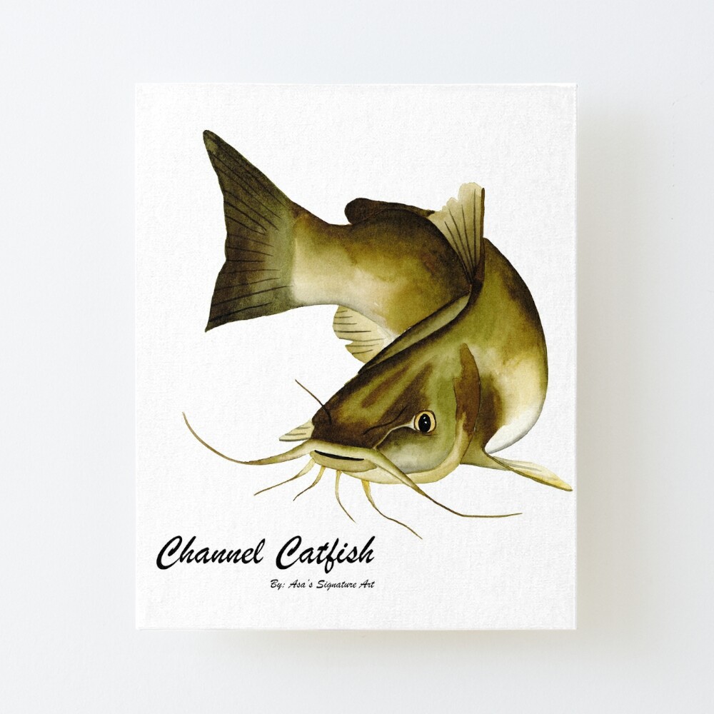 CHANNEL CATFISH. Line engraving Our beautiful pictures are available as  Framed Prints, Photos, Wall Art and Photo Gifts