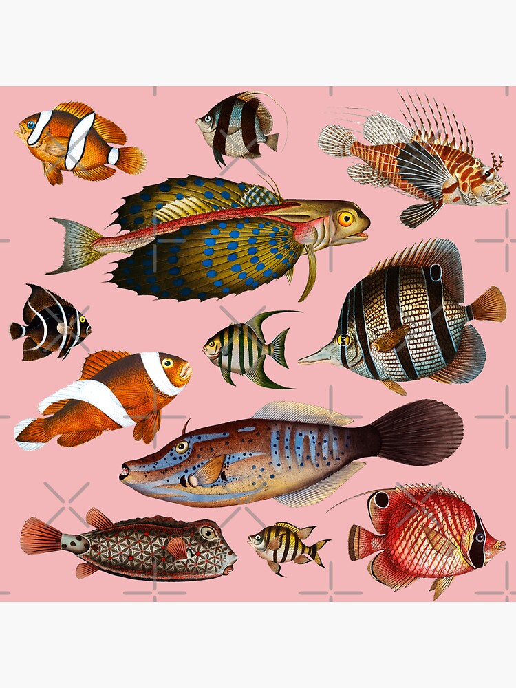 Colorful Tropical Fish From Exotic Coral Reefs Print (spanish pink