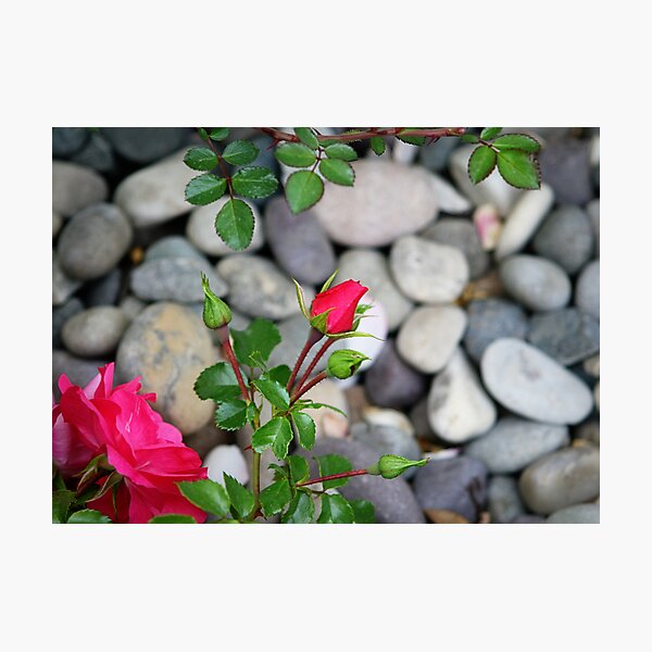 Aperçu de l'œuvre Rose Buds and River Rocks créée et vendue par GesturesPhoto.