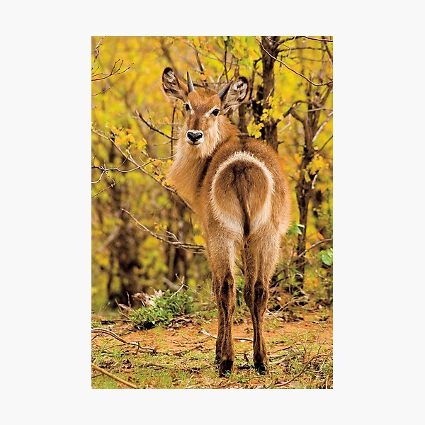 Waterbuck (Kobus ellipsiprymnus) Photographic Print