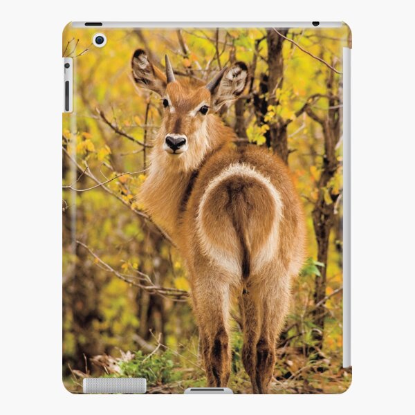 Waterbuck (Kobus ellipsiprymnus) iPad Snap Case