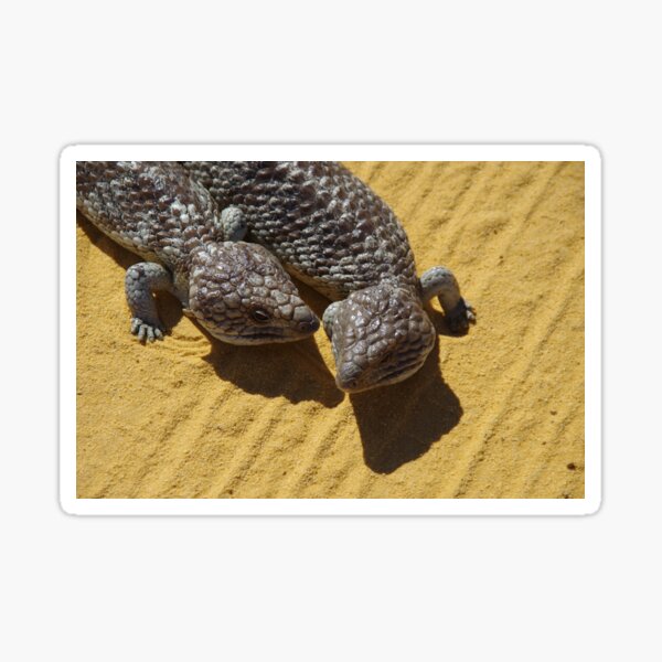 Item preview, A Pair Of Bobtails - aka Blue Tongued Skinks designed and sold by lezvee.