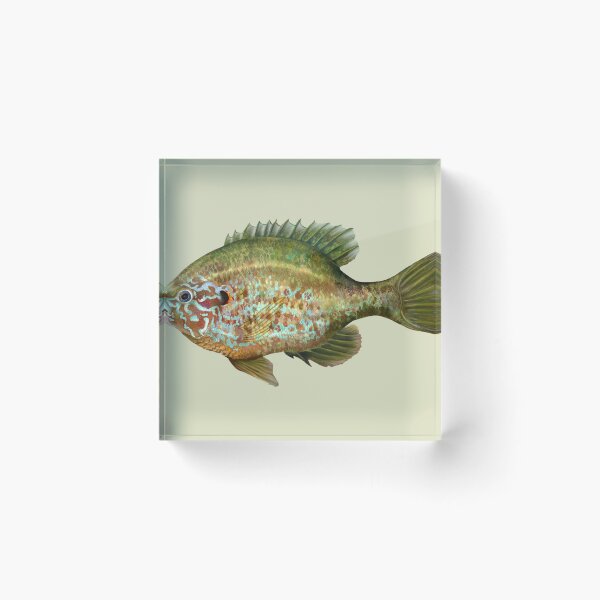 Item preview, Pumpkinseed Fish designed and sold by Nick Garnhart.