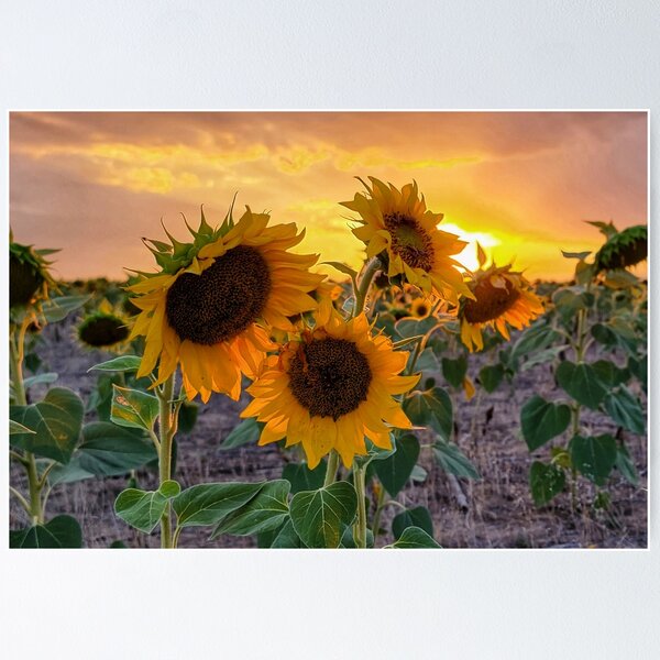 Item preview, Sunflower Sunset designed and sold by EyeOfDelight.